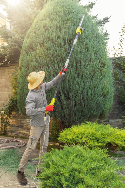 How Our Tree Care Process Works  in  West Jordan, UT